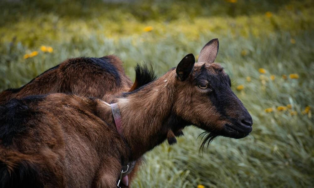 Diaporama Bosnie-Herz�govine, entre Orient et Occident